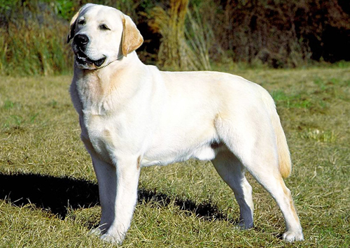 Labrador