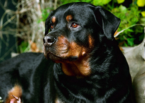 Rottweiller