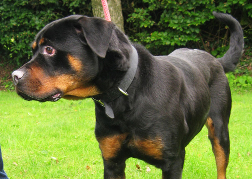 Rottweiller