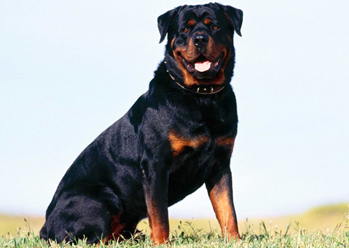 Rottweiller