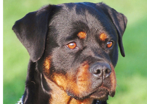 Rottweiller