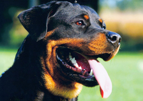 Rottweiller