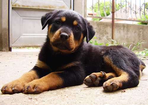 Rottweiller