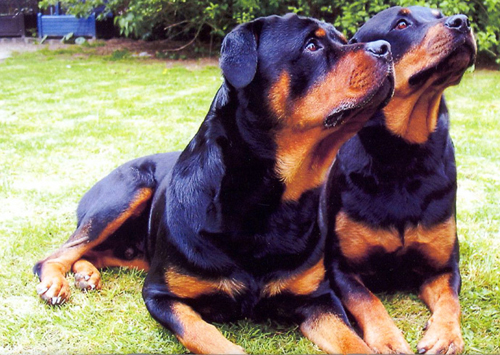 Rottweiller