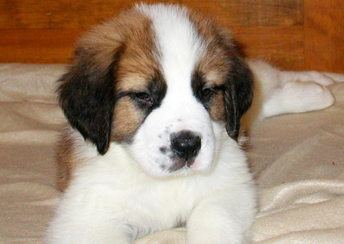 Saint-Bernard