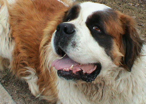 Saint-Bernard