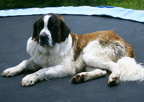 Saint-Bernard