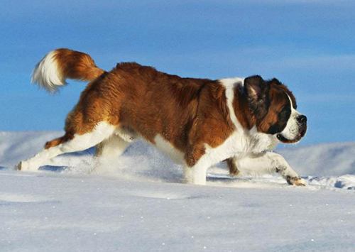 Saint-Bernard