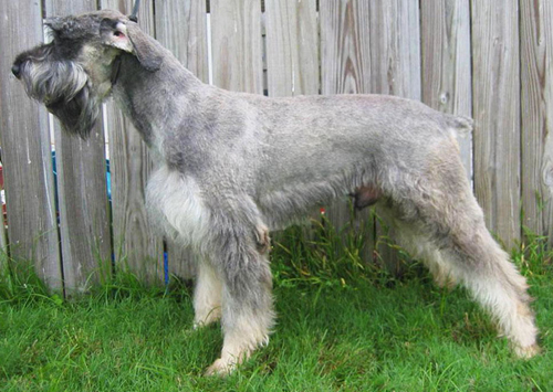 Schnauzer