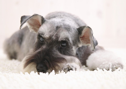 Schnauzer