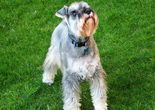 Schnauzer