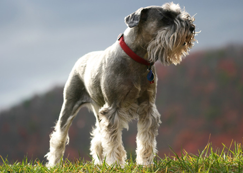 Schnauzer